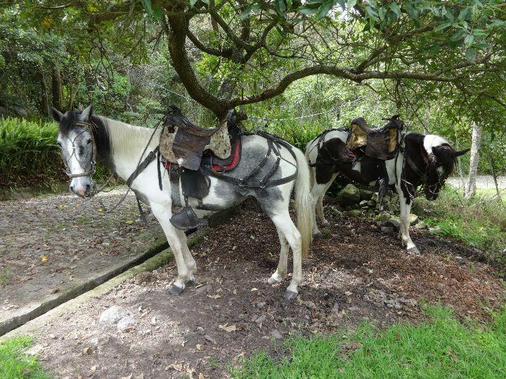 Caballos mansos de confianza para una experiencia inolvidable