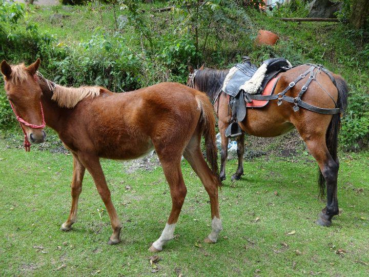 Yeguas y protillos recién nacidos